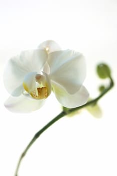 Close-up of white Phalaenopsis orchid flower