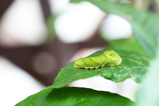 Swallowtail larva (Caterpillar) feeding on lemon leaf