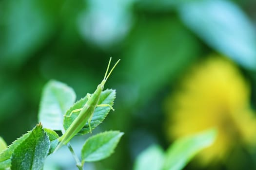 Green grasshopper perched on a rose leaf