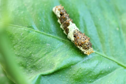 Swallowtail larva (Caterpillar) feeding on lemon leaf