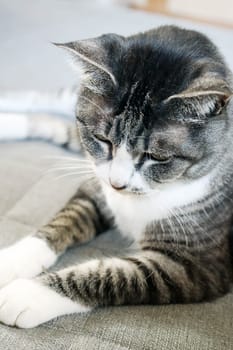 Mackerel tiger cat (tabby cat) relaxing on the floor