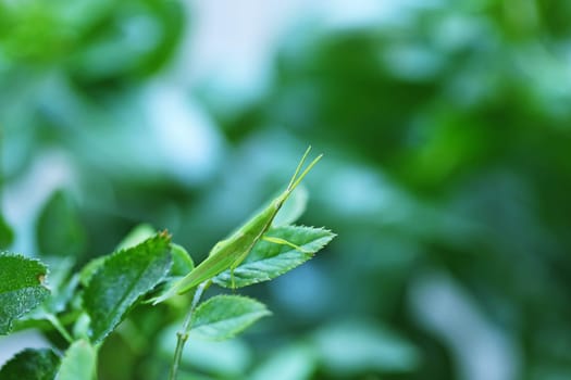 Green grasshopper perched on a rose leaf