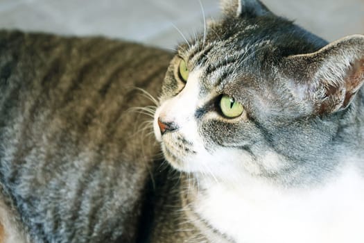 Mackerel tiger cat (tabby cat) relaxing on the floor