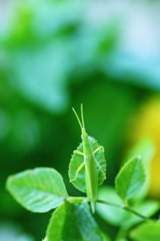 Green grasshopper perched on a rose leaf