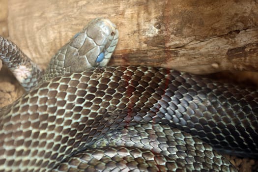 Blue general coiled in a coil, Close-up of a snake