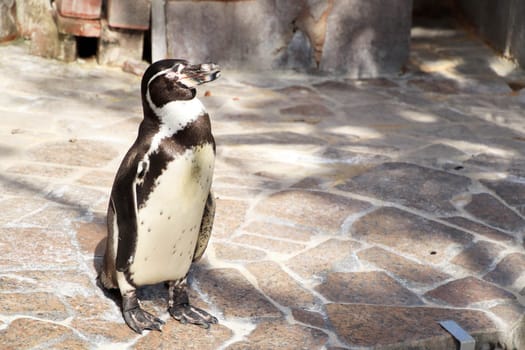 Cape penguins at the zoo