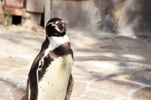 Cape penguins at the zoo