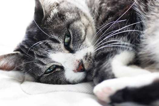 Mackerel tiger cat (tabby cat) curled up in bed and sleeping