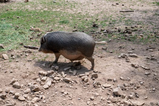 A Wild boar ( Sus scrofa )