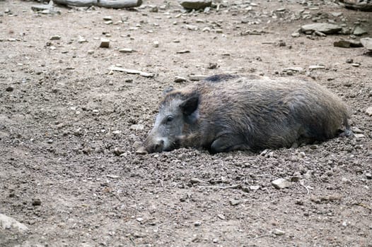 A large wild boar ( Sus scrofa ) lies on the ground and enjoys the warm sun
