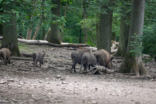 Wild boar family ( Sus scrofa ) in a forest