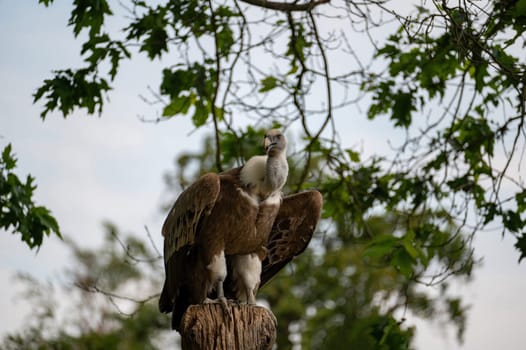 A large bird of prey - vulture sits on a tree stump in green nature