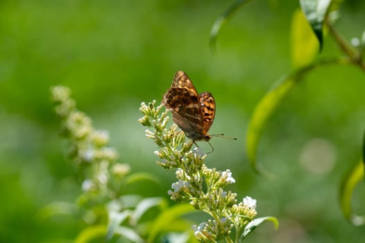 Butterfly "Emperor Mantle"" (Argynnis paphia) on white buddleia in green nature"