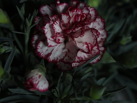 beautiful natural carnation flower color plant green red