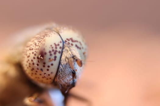 insect fly macro head tiny eye nature small