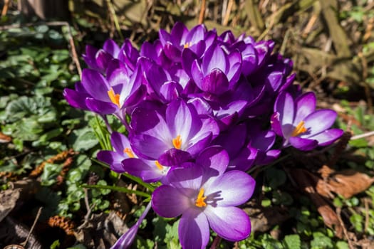 Lila Krokusse (Crocus spez.) - blühend