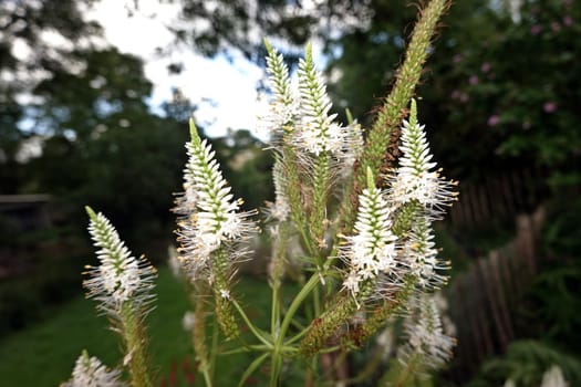 Kandelaber-Ehrenpreis (Veronicastrum virginicum, Syn. Leptandra virginica, Veronica virginica) - blühende Pflanze