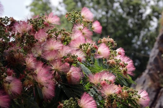 Seidenbaum (Albizia julibrissin), auch Seidenakazie oder Schlafbaum