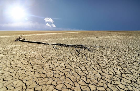A tree trunk on the bottom of a dried-up lake