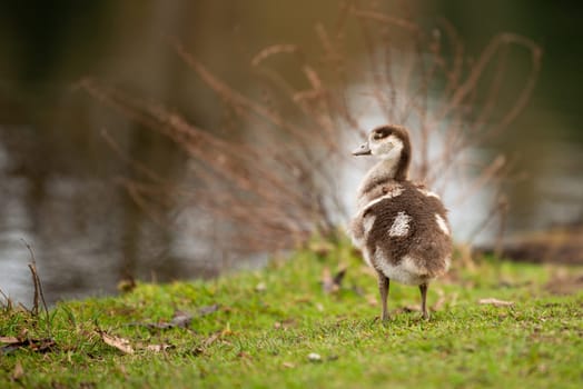 Egyptian goose chick, alopochen aegyptiaca in the spring, animal and water bird