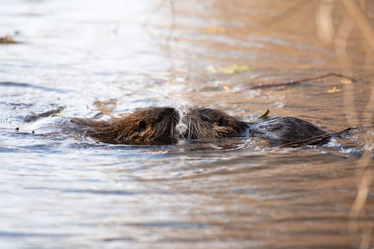 Nutria, coypu herbivorous, semiaquatic rodent member of the family Myocastoridae on the riverbed, baby animals, habintant wetlands, river rat