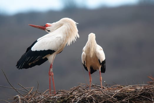 Stork clattering the beak while throwing back the head, ciconia, couple white storks on the nest, Alsace France, Oberbronn