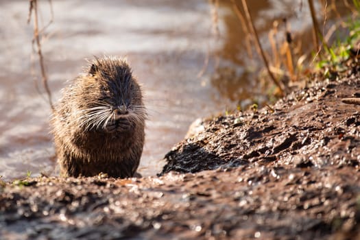 Nutria, coypu herbivorous, semiaquatic rodent member of the family Myocastoridae on the riverbed, baby animals, habintant wetlands, river rat