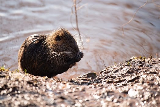 Nutria, coypu herbivorous, semiaquatic rodent member of the family Myocastoridae on the riverbed, baby animals, habintant wetlands, river rat