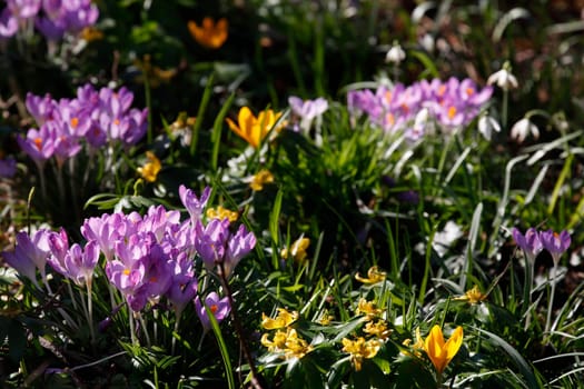 Crocuses in bloom, Close-Up, Germany