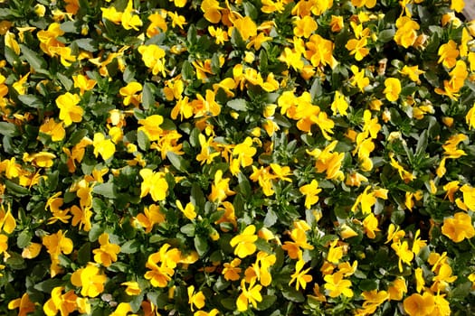Yellow blooming primroses, Closeup, Background, Germany