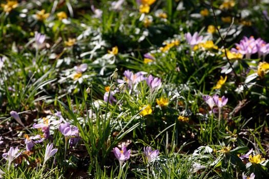 Crocuses in bloom, Close-Up, Germany
