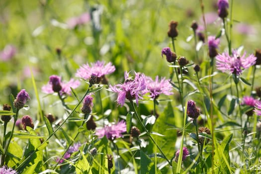 Pink cornflowers in a flower meadow, Germany