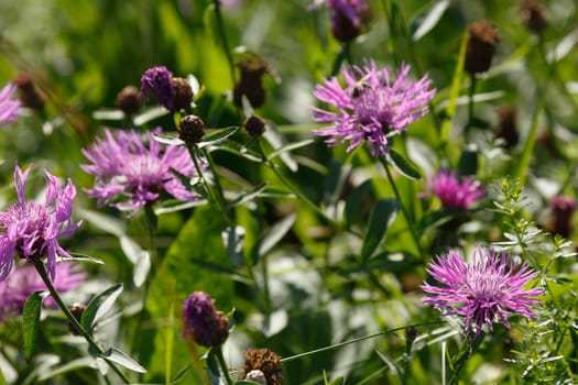 Pink cornflowers in a flower meadow, Germany