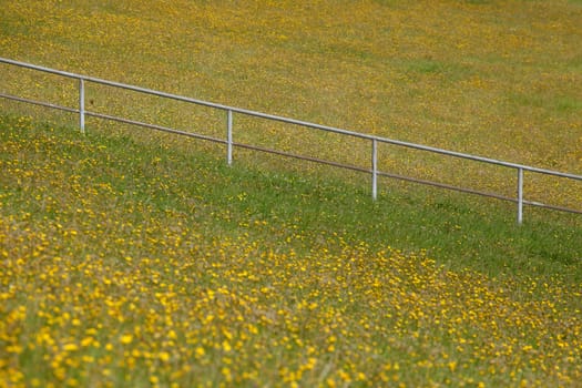 Flower meadow with yellow dandelions and banisters, Germany