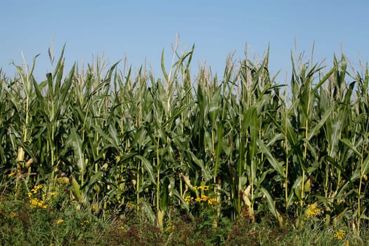 Corn field (Zea mays subsp. mays) , Bremen, Germany