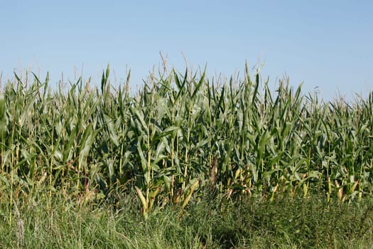 Corn field (Zea mays subsp. mays) , Bremen, Germany
