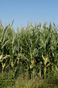 Corn field (Zea mays subsp. mays) , Bremen, Germany