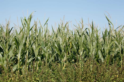 Corn field (Zea mays subsp. mays) , Bremen, Germany