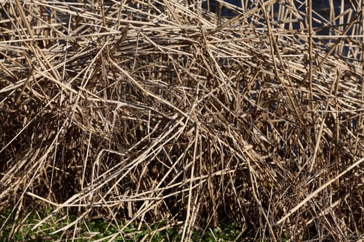 Brown reed grasses, background, Germany