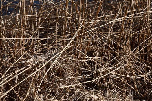 Brown reed grasses, background, Germany