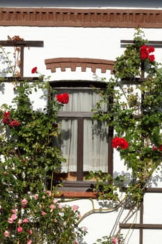 Old, brown wooden window with climbing roses on a white house wall, Germany