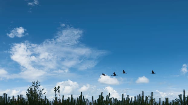 Cranes fly over trees in a forest. Migratory birds on the Darss. Wildlife photo of birds from nature at the Baltic Sea.