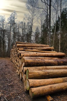 Stacked tree trunks by the side of the road in the forest. Tree material or renewable energy from natural raw materials