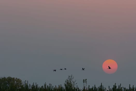 Cranes flying over trees in a forest. The moon in the sky. Migratory birds in front of the moon. Animal photo of birds from nature at the Baltic Sea.