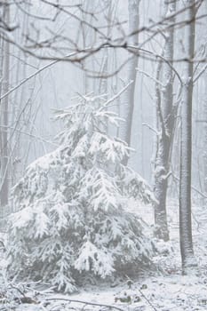 Snow-covered fir tree in a winter forest with snow. Coniferous forest covered in snow and frost. Landscape shot from the forest