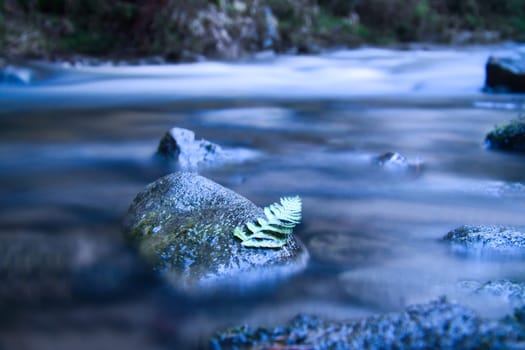 Long exposure of a river, stones with fern leaf in the foreground. Forest in the background. Picturesque nature