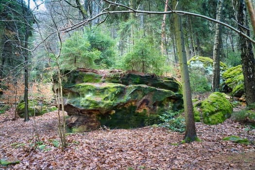 Moss-covered sandstone with small fir trees on the stone in the Saxon Switzerland Nature Park. Landscape shot from the forest