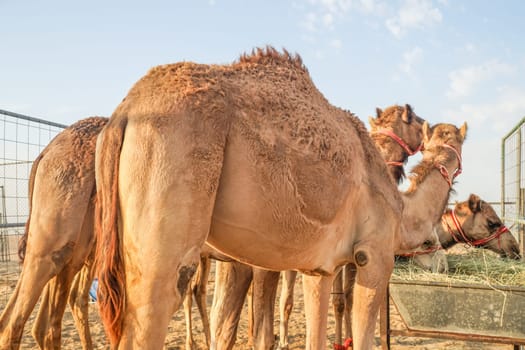 Of the Arabian desert camel (United Arab Emirates). Shooting Location: Dubai
