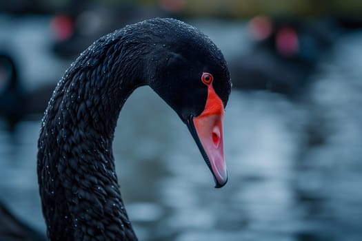Black swan on water surface, close up. Neural network generated image. Not based on any actual scene or pattern.
