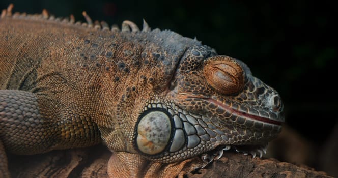 Lizard rest on the rcok